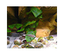 岩石-水草-贝壳型