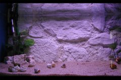 岩石-水草-贝壳型（小型-空缸）