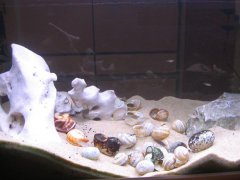 贝壳-岩石型（小型-空缸）