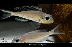 Xenotilapia ornatipinnis-大眼仔