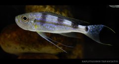 Haplotaxodon microlepis-兜口关刀