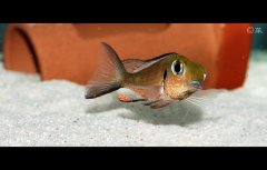 Callochromis macrops-红金珍珠