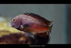 Tropheus sp. 'red'-火狐狸