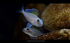 Xenotilapia spilopterus-黄翅斯必洛
