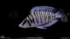 Altolamprologus caluvs 'white'-白珍珠虎