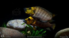 Altolamprologus compressiceps 'Goldhead'-金头锦缎虎