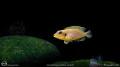 'Lamprologus' ocellatus 'gold'-黄金叮当