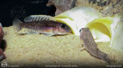 'Lamprologus' ornatipinnis-蓝钻贝