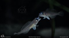 Neolamprologus signatus-蓝眼贝