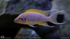 Neolamprologus pulcher 'Daffodil'-水仙花女王燕尾