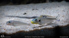 Xenotilapia sp. 'bathyphilus yellow' (Kekese)-黄嘴猫眼（凯凯瑟型）