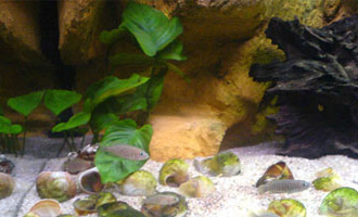 岩石-水草-贝壳型三湖鱼缸