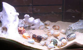 贝壳-岩石型三湖鱼缸