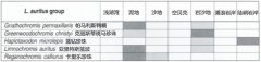 坦鲷饲养系列19：亚里特斯蓝波类（L. auritus group）